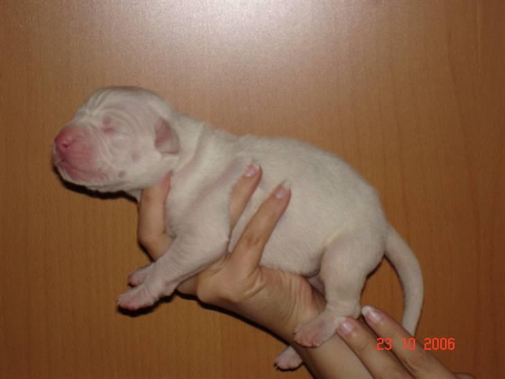 Amerikansk bulldog White Angel´s Ghost billede 2