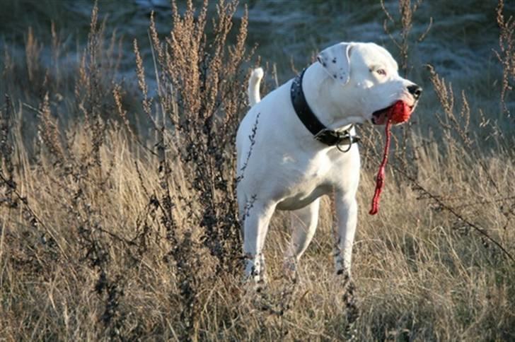 Amerikansk bulldog White Angel´s Ghost billede 3