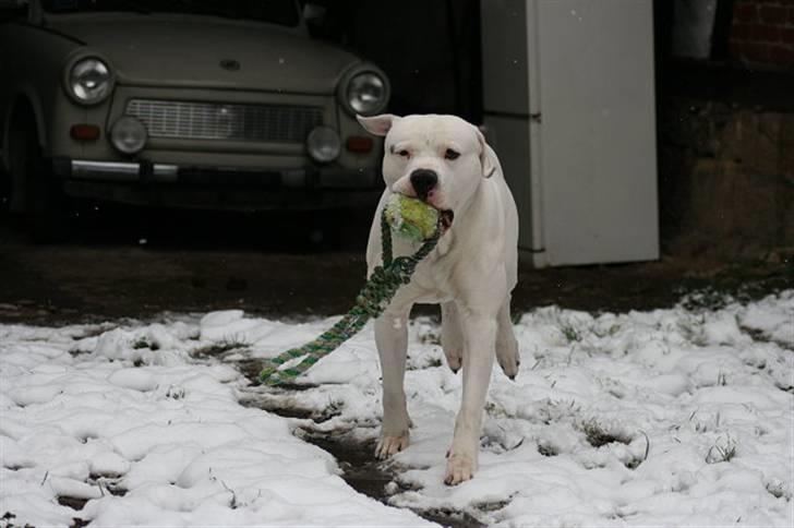 Amerikansk bulldog White Angel´s Ghost billede 4