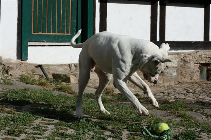Amerikansk bulldog White Angel´s Ghost billede 5