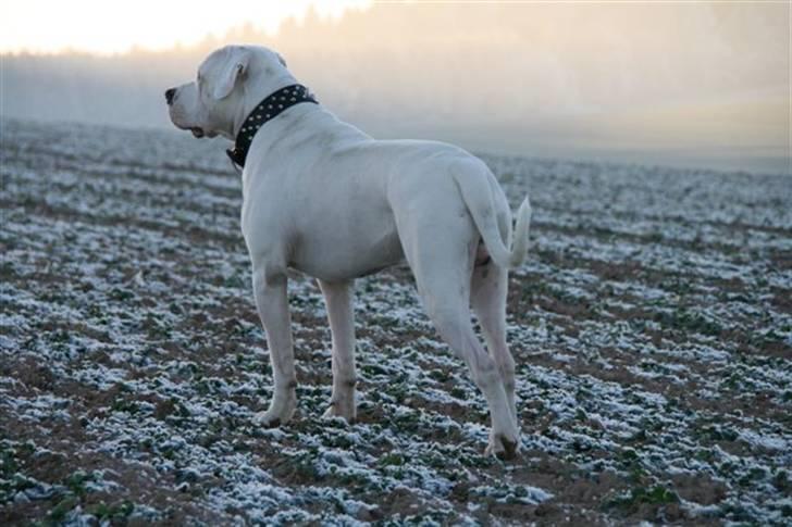 Amerikansk bulldog White Angel´s Ghost billede 6