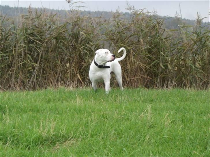 Amerikansk bulldog White Angel´s Ghost billede 7