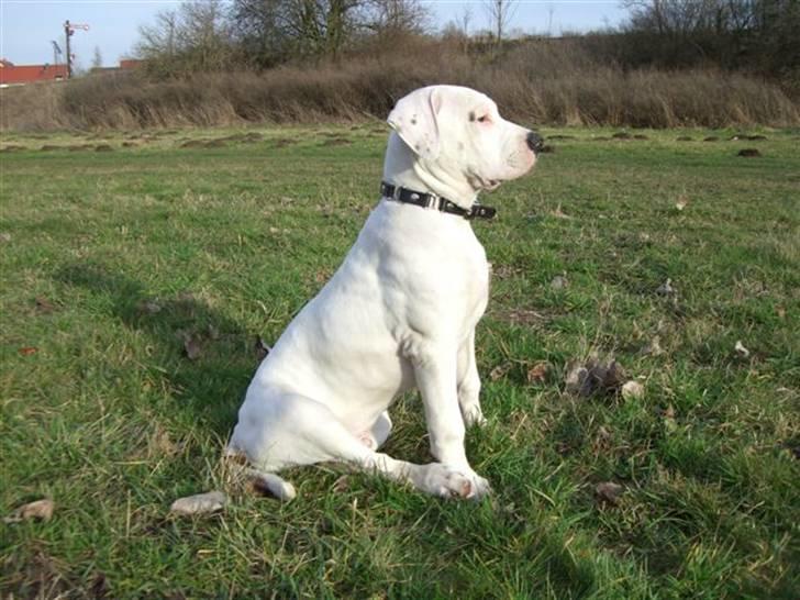Amerikansk bulldog White Angel´s Ghost billede 8