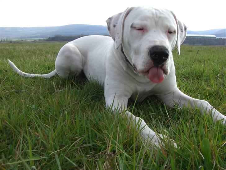 Amerikansk bulldog White Angel´s Ghost billede 9