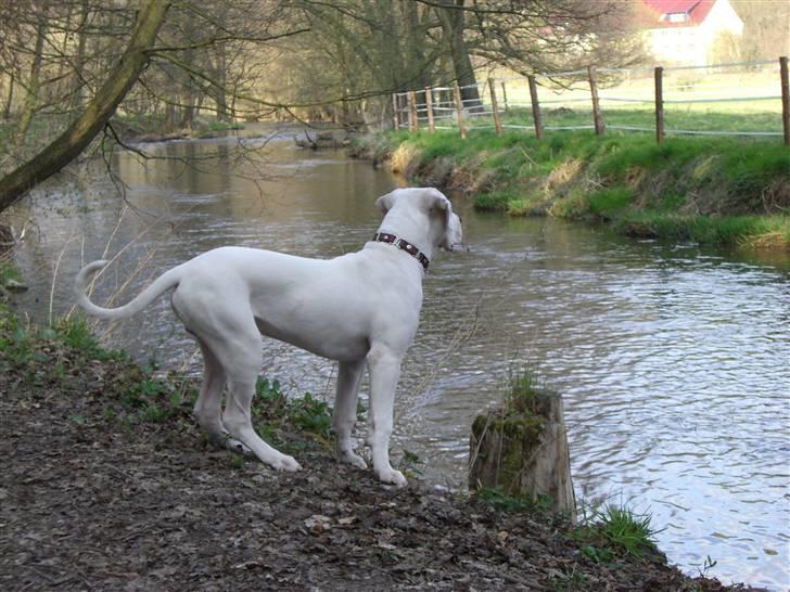 Amerikansk bulldog White Angel´s Ghost billede 10