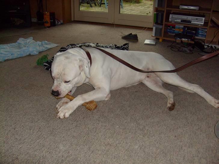 Amerikansk bulldog White Angel´s Ghost billede 11