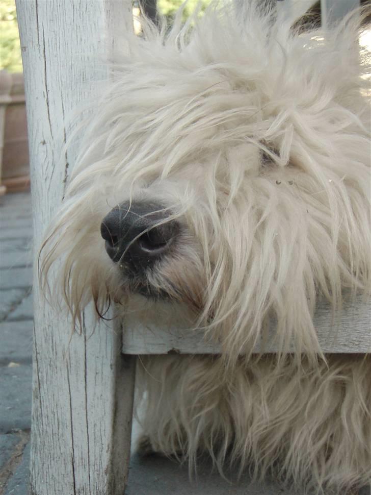 Coton de tulear Alfred - Alfred slapper af under havestolen billede 12