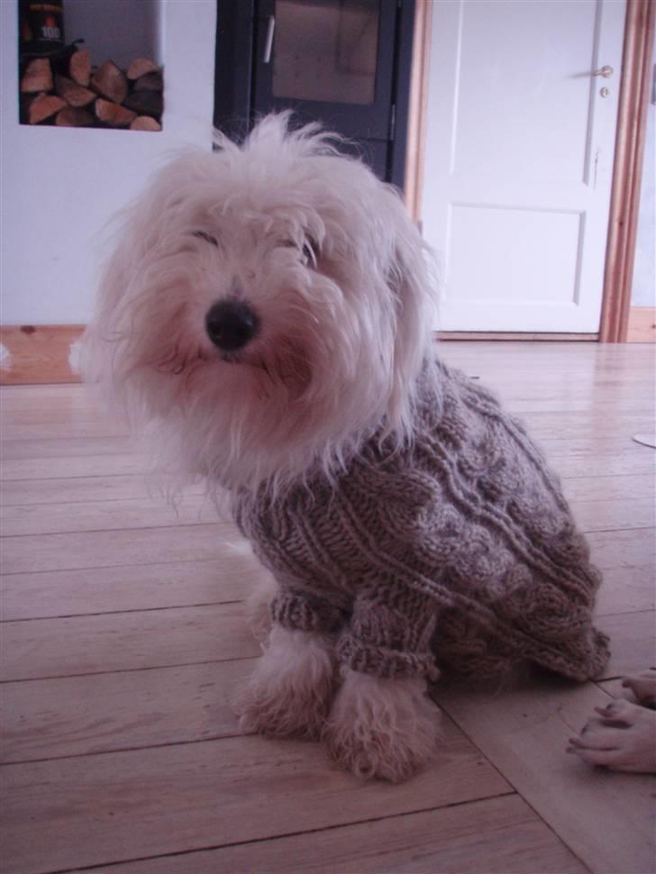 Coton de tulear Alfred - "Mor"  har strikket en sweater til de rigtig kolde gåure....brrrrrr. billede 13
