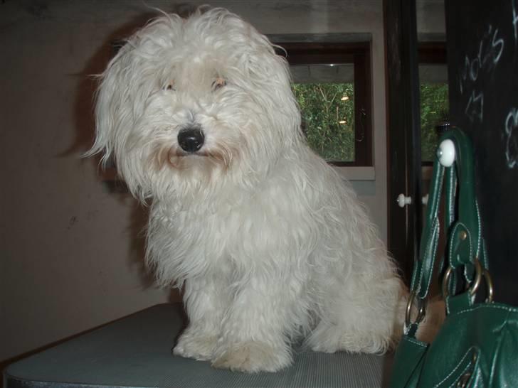 Coton de tulear Alfred - Ahhh det er dejligt med en ufiltret pels billede 14