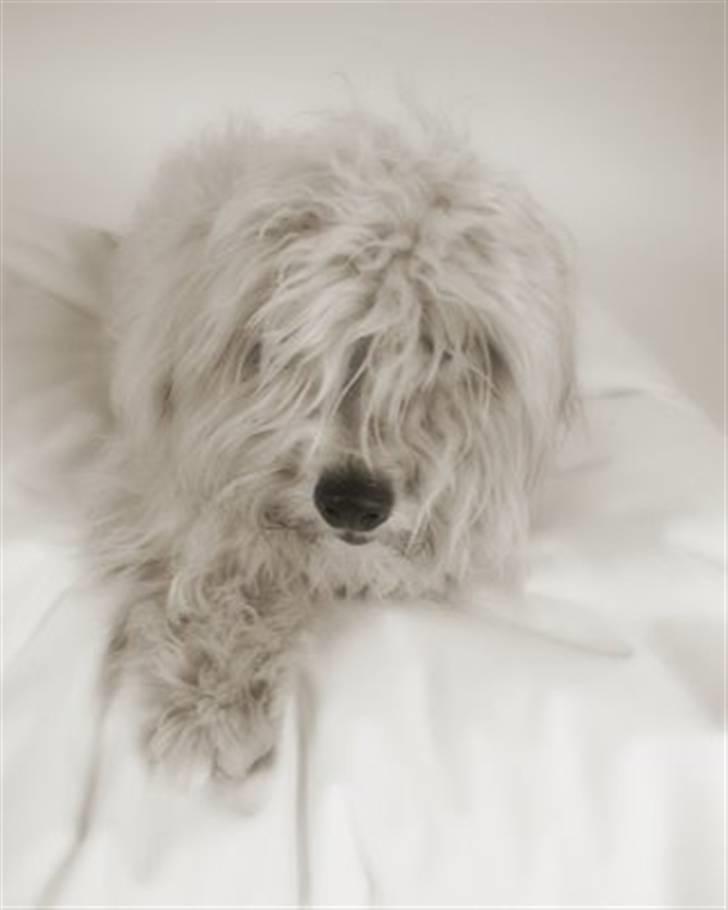 Coton de tulear Alfred - Alfred som fotomodel billede 15