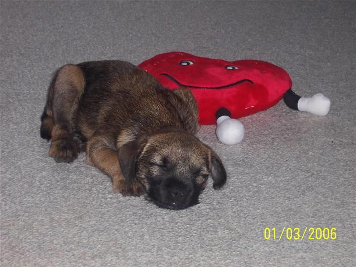 Border terrier Simba billede 10