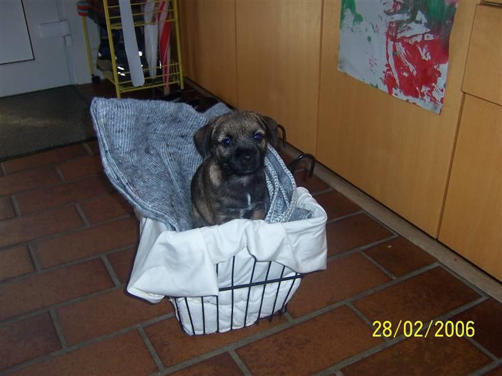 Border terrier Simba billede 11