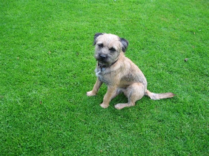Border terrier Simba billede 12