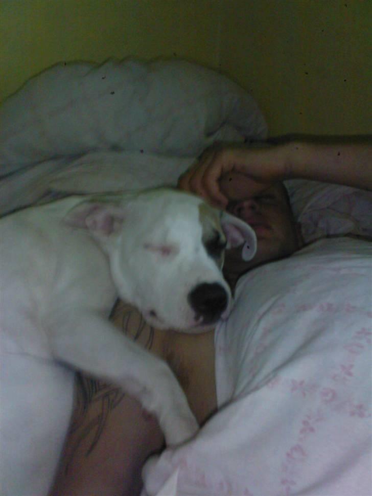 Amerikansk staffordshire terrier Ally (lulle) - ally og kæresten.. det er hvis bare hygge... billede 13