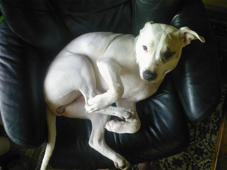 Amerikansk staffordshire terrier Ally (lulle) - her gør man sig hvis lidt til... billede 16