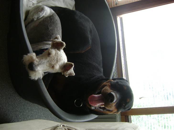 Rottweiler shriz billede 1