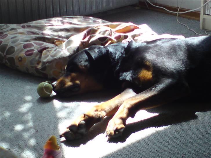 Rottweiler shriz billede 2
