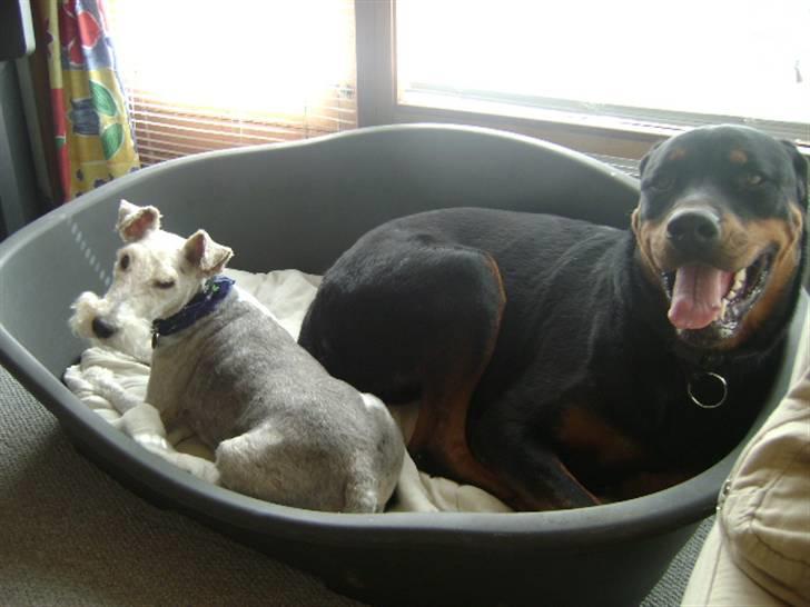 Rottweiler shriz billede 3