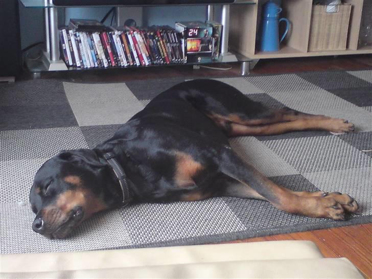 Rottweiler shriz billede 4