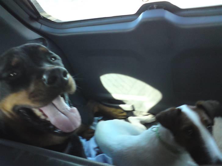 Rottweiler shriz billede 5