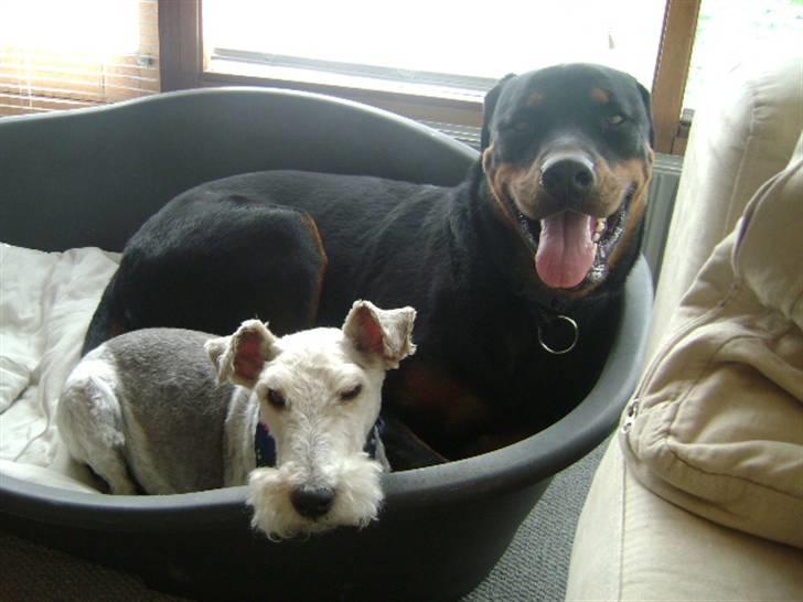 Rottweiler shriz billede 6