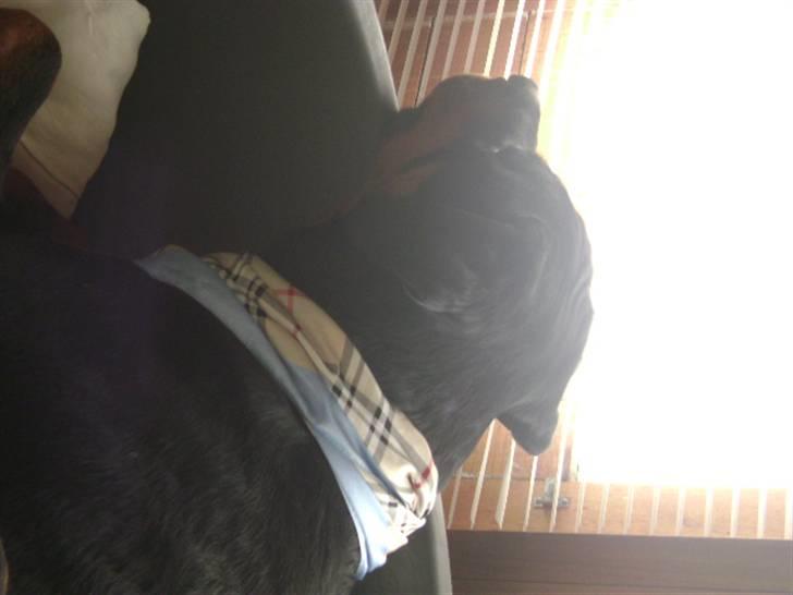 Rottweiler shriz billede 7