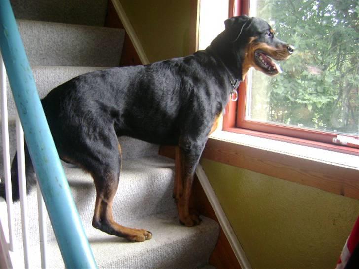 Rottweiler shriz billede 8