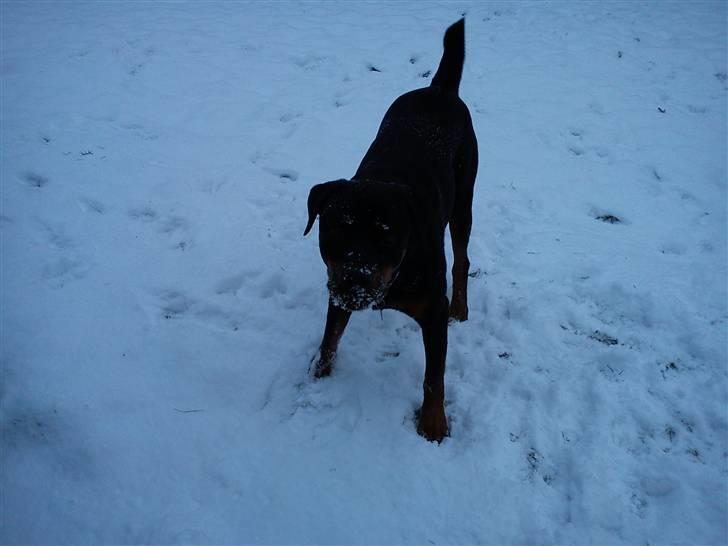 Rottweiler shriz billede 9