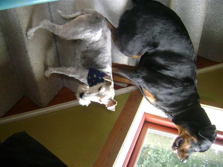 Rottweiler shriz billede 10