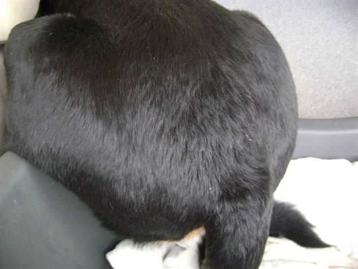 Rottweiler shriz billede 11