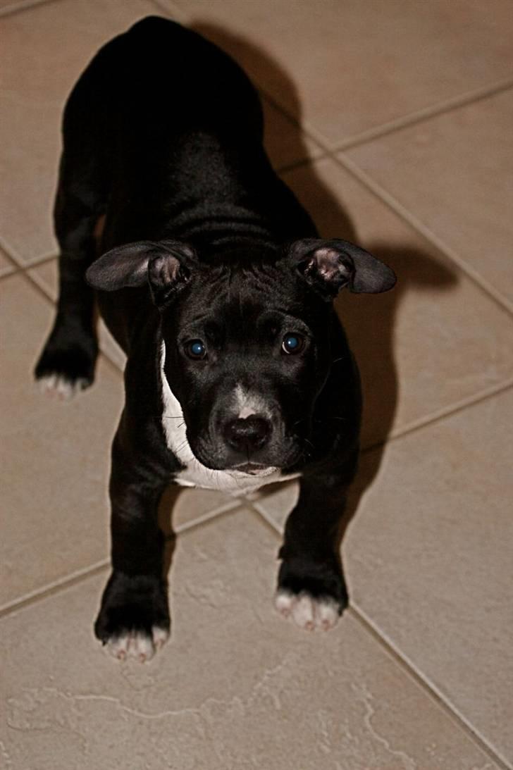 Staffordshire bull terrier Tjalfe - Tjalfe 12 uger  billede 7