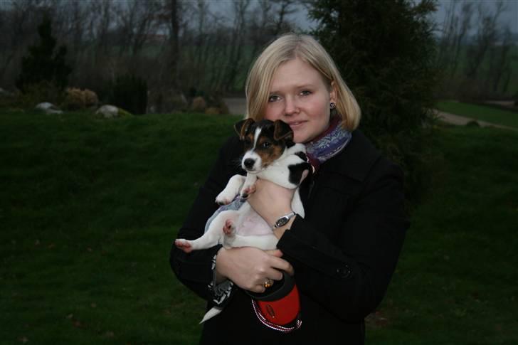 Dansk svensk gaardhund Pondus billede 8