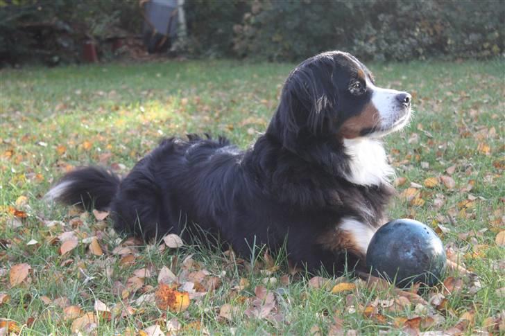 Berner sennenhund Østersø Pedersens Aika - Velkommen til Aikas profil :). billede 2