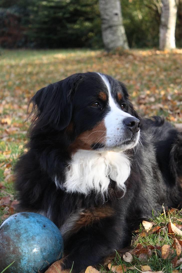 Berner sennenhund Østersø Pedersens Aika - Ligger med bolden! :). billede 4