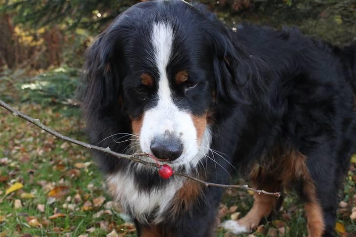 Berner sennenhund Østersø Pedersens Aika - Der sker nok ikke noget ved at jeg lige snupper et enkelt? .. billede 5