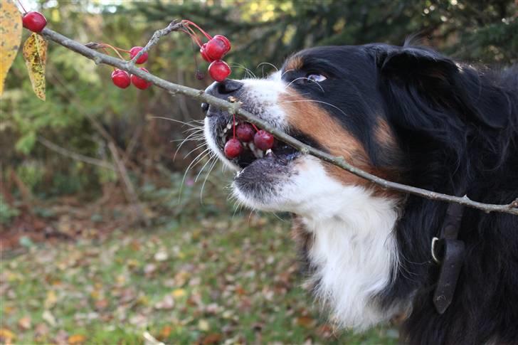 Berner sennenhund Østersø Pedersens Aika - .. Eller tre! :D. billede 6