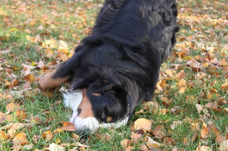 Berner sennenhund Østersø Pedersens Aika - Rulle, gnubbe, gnide! Det er bare dejligt! billede 7