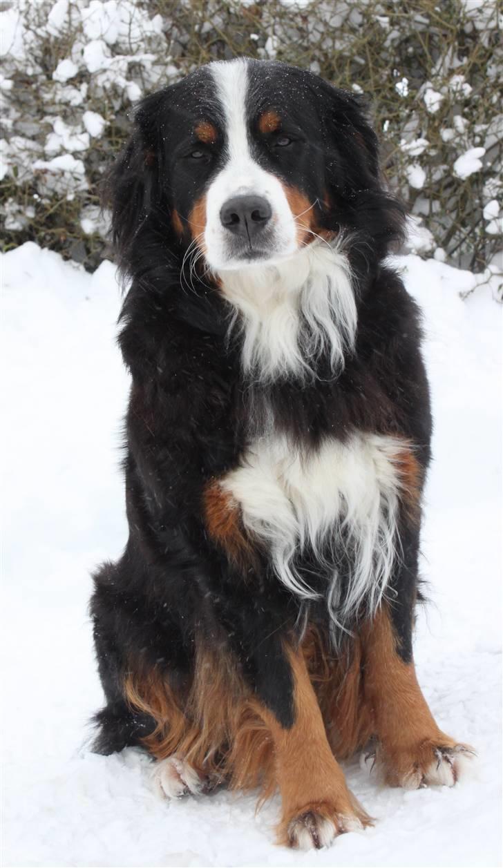 Berner sennenhund Østersø Pedersens Aika - Ude i sneen, vinteren 2009 :). billede 8