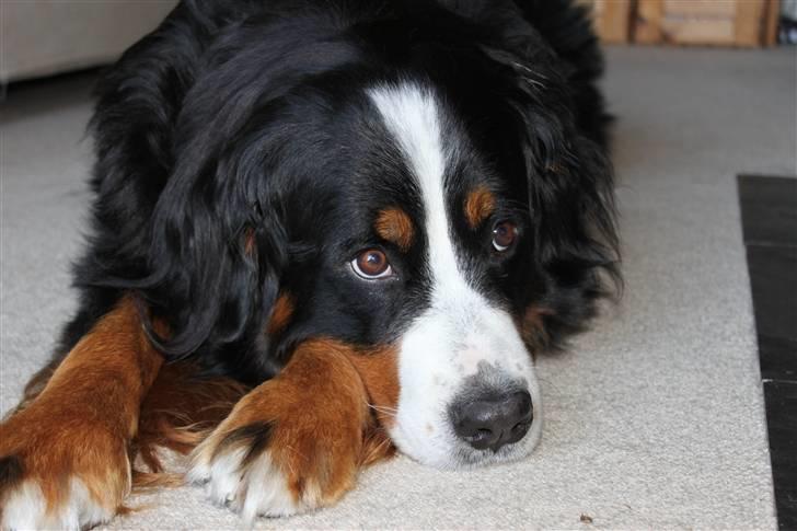 Berner sennenhund Østersø Pedersens Aika - Smukke Aika ;). billede 9