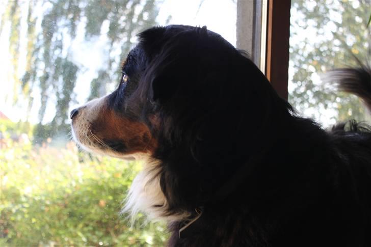 Berner sennenhund Østersø Pedersens Aika - Kigger ud af vinduet .. billede 10
