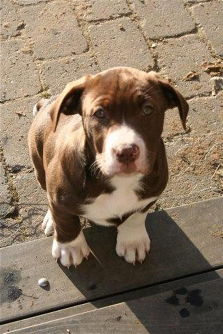 Blanding af racer Luna billede 1