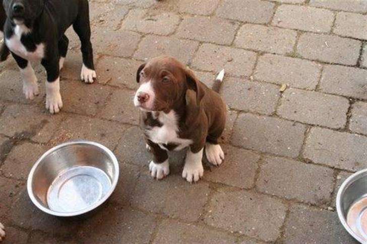 Blanding af racer Luna billede 3