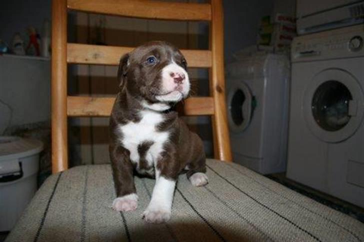 Blanding af racer Luna billede 4