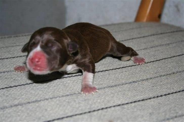 Blanding af racer Luna billede 5