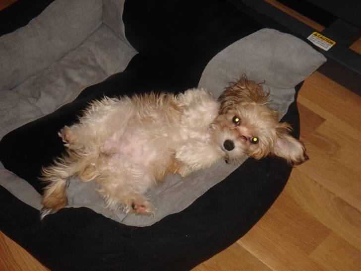 Bichon havanais silke:* billede 1