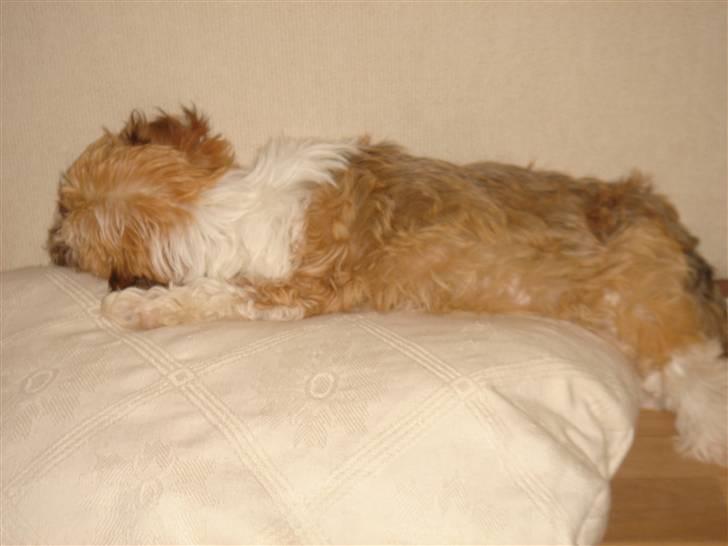 Bichon havanais silke:* billede 2