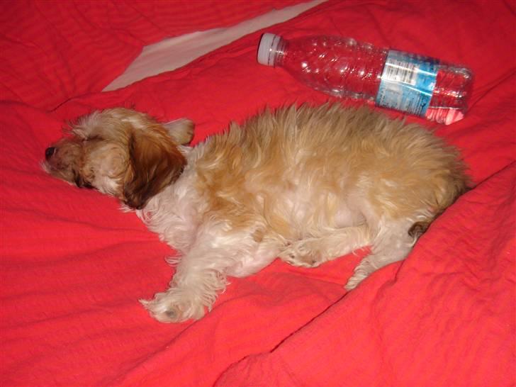 Bichon havanais silke:* billede 3