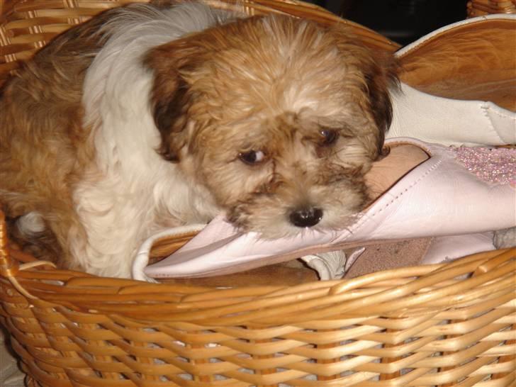 Bichon havanais silke:* billede 4