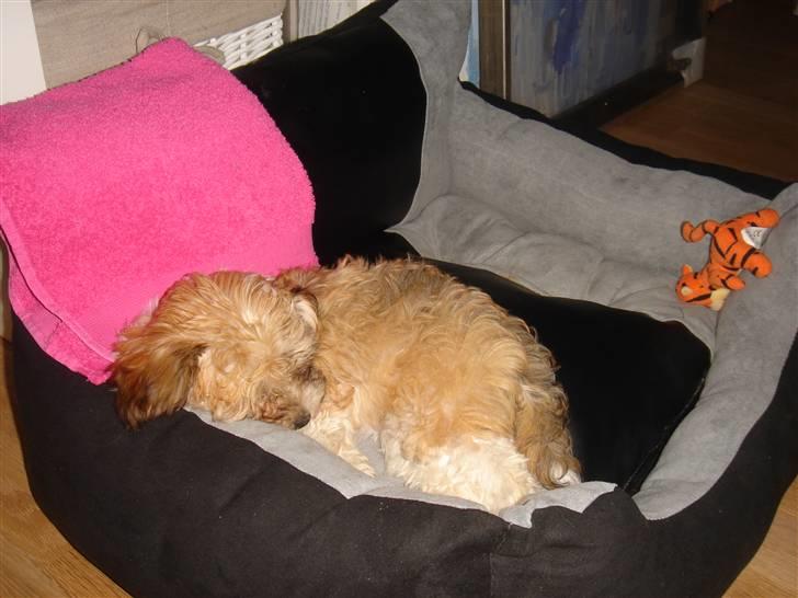 Bichon havanais silke:* billede 5