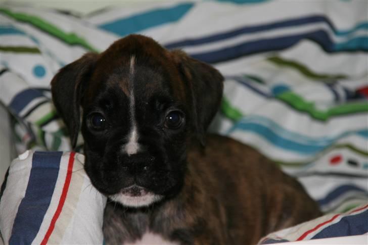 Boxer Roma billede 3